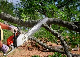 Best Hazardous Tree Removal  in Appleton, WI