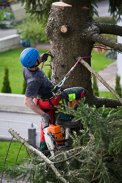 Reliable Appleton, WI Tree Services Solutions