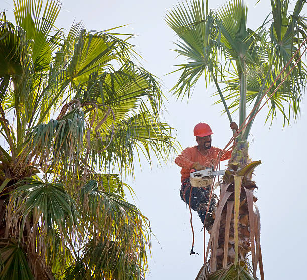 How Our Tree Care Process Works  in  Appleton, WI