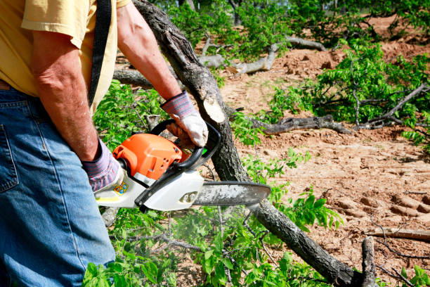 Best Tree Removal  in Appleton, WI