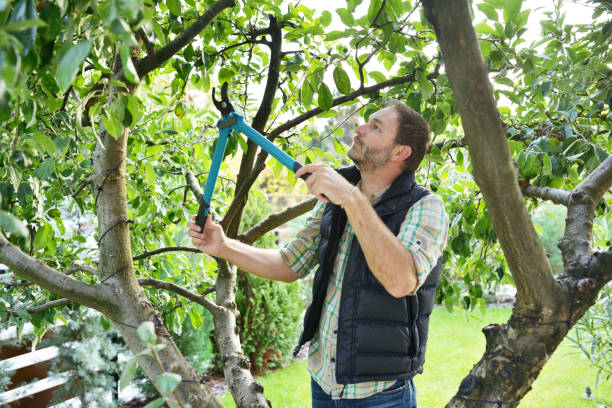 Best Tree Maintenance Programs  in Appleton, WI